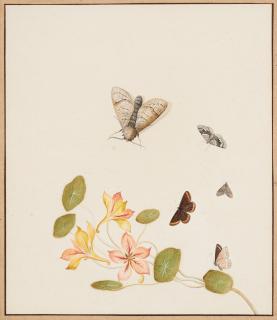 Nicolaas Struyk - Golden Columbine With Butterflies And Moths
