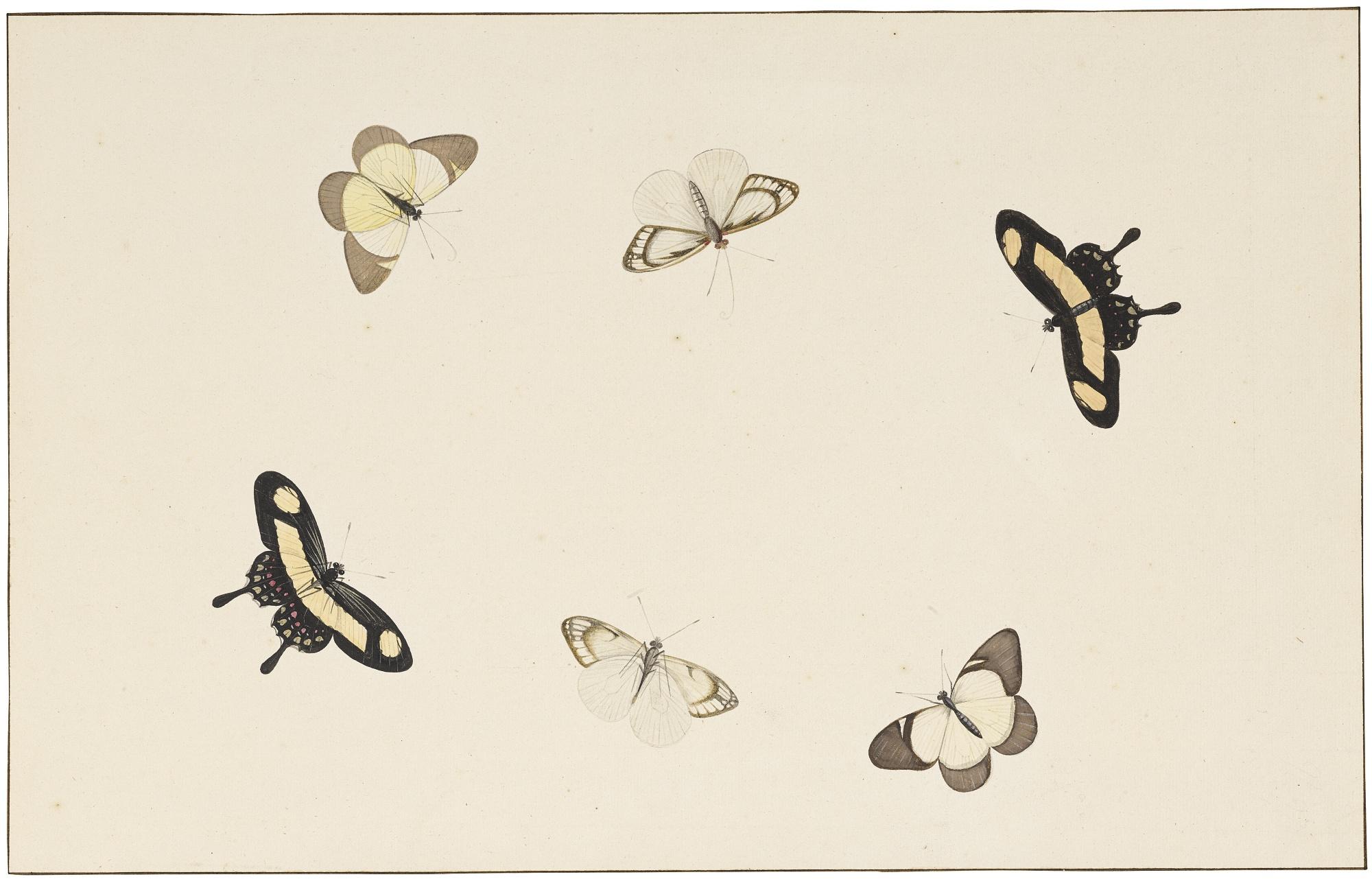 Nicolaas Struyk - Six Studies Of Butterflies