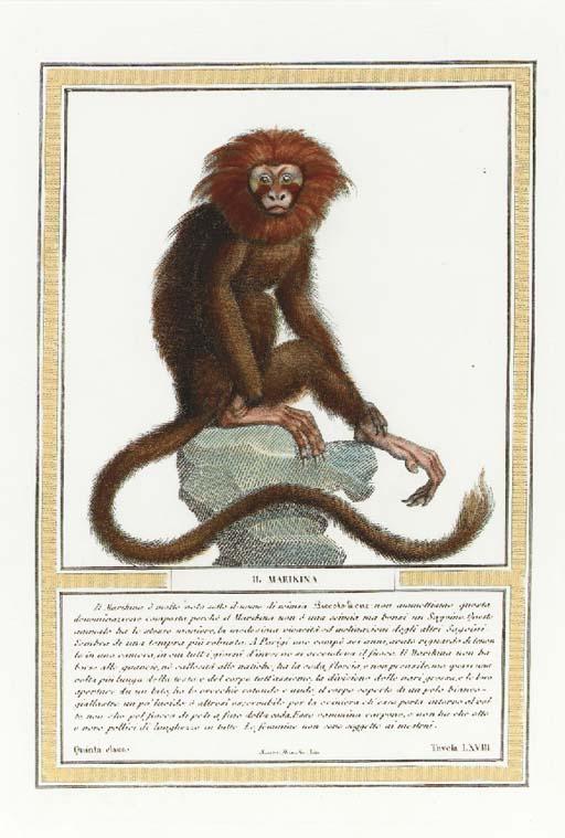 Nicolas Henri Jacob - Storia Naturale delle Scimie: Eight Plates