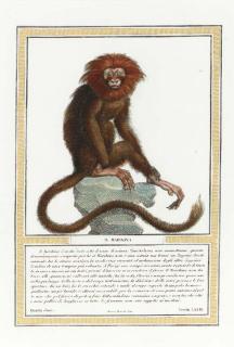 Nicolas Henri Jacob - Storia Naturale delle Scimie: Eight Plates