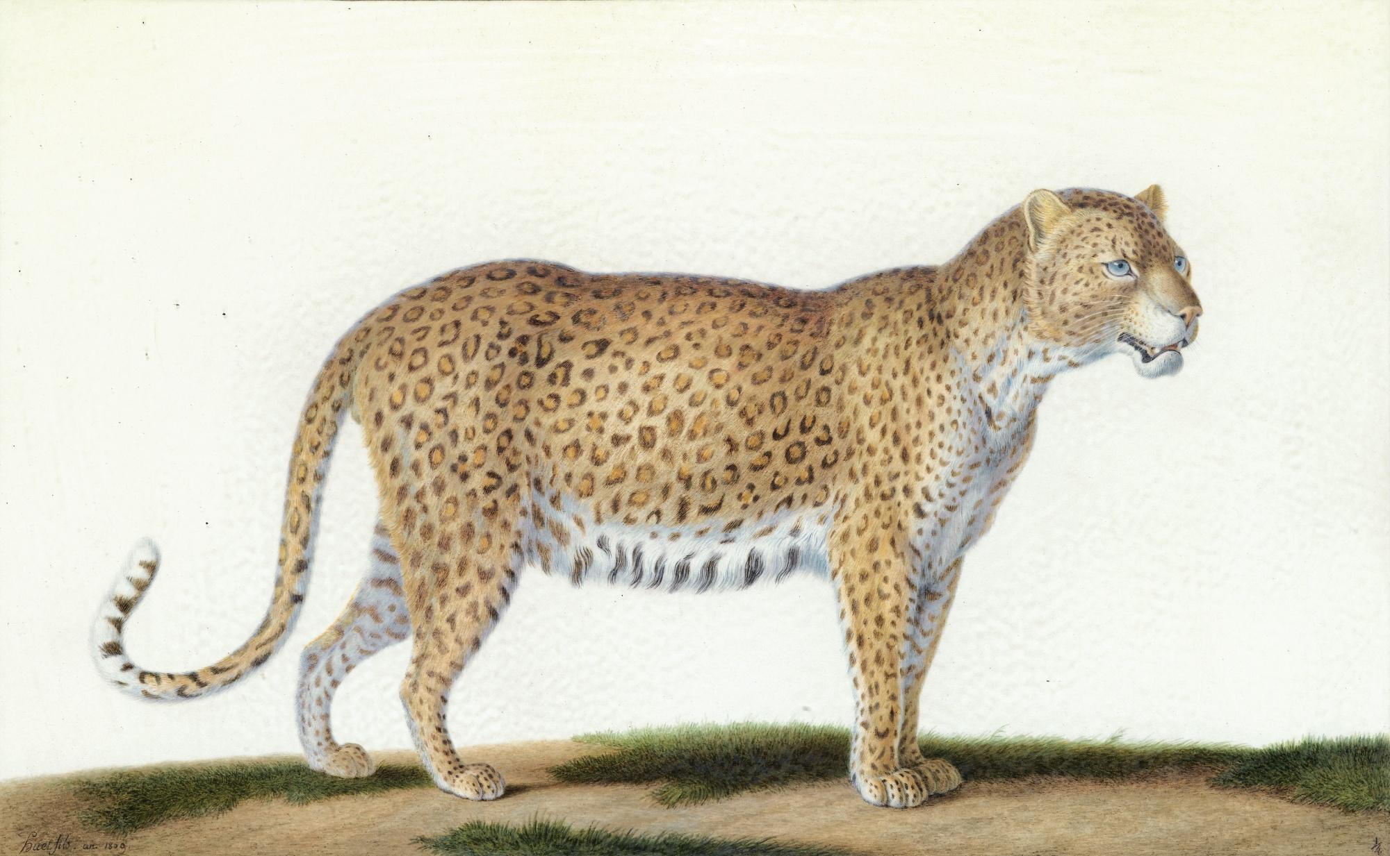 Nicolas Huet The Younger - A Leopard