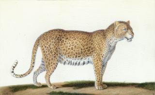 Nicolas Huet The Younger - A Leopard