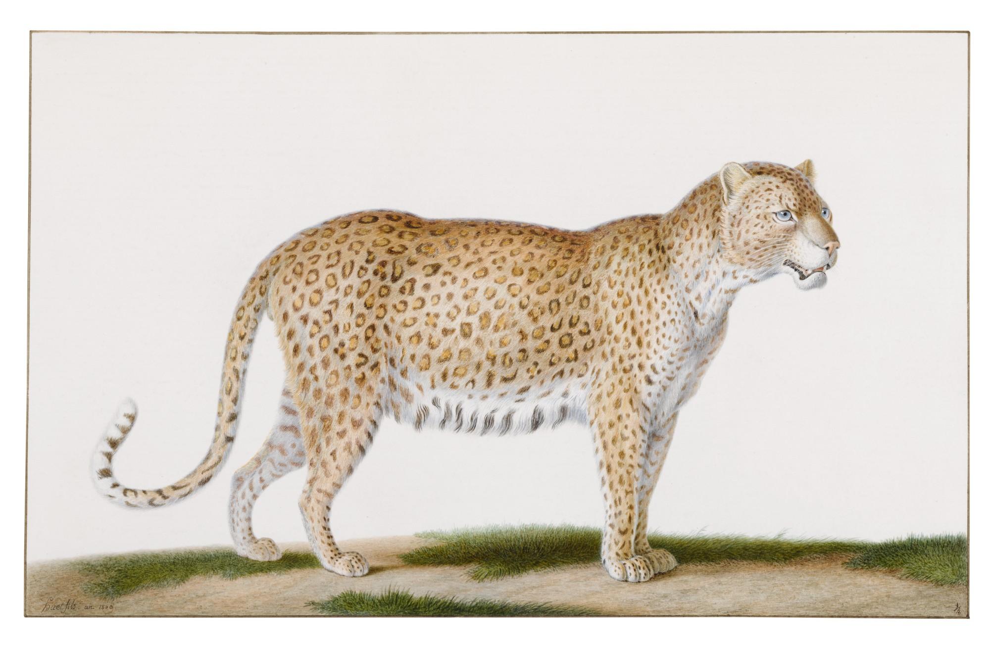 Nicolas Huet The Younger - A Leopard