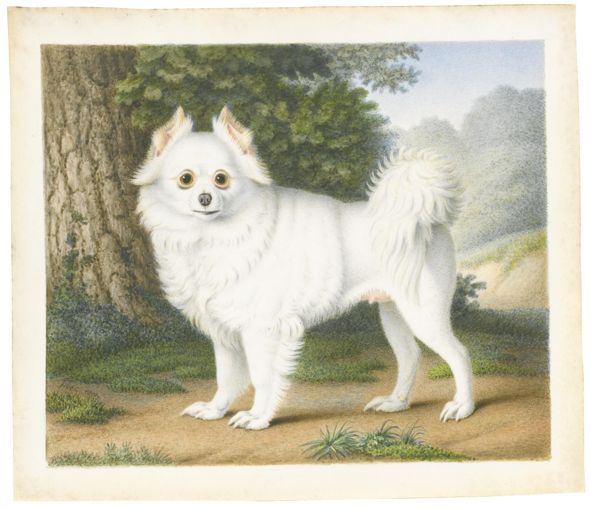 Nicolas Huet The Younger - A Pomeranian In A Landscape