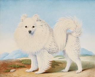 Nicolas Huet The Younger - A Pomeranian