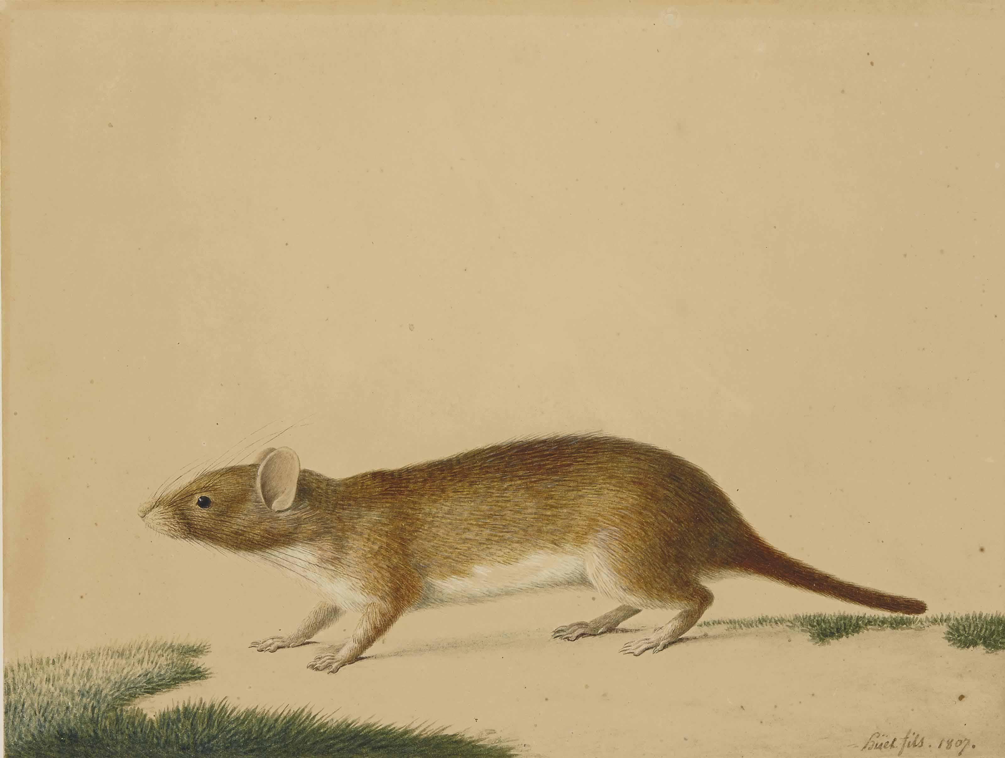 Nicolas Huet - A Member Of The Weasel Family, Possibly A Siberian Weasel (Mustela Sibirica)
