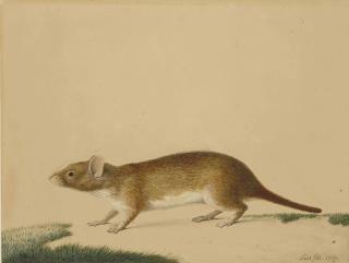 Nicolas Huet - A Member Of The Weasel Family, Possibly A Siberian Weasel (Mustela Sibirica)