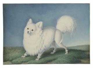 Nicolas II Huet - A white dwarf Spitz