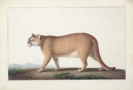 Nicolas II Huet - An American cougar (Felis concolor)