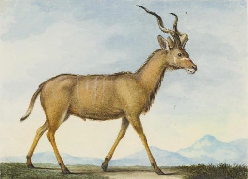 Nicolas II Huet - Une antilope vue de profil vers la droite dans un paysage montagneux
