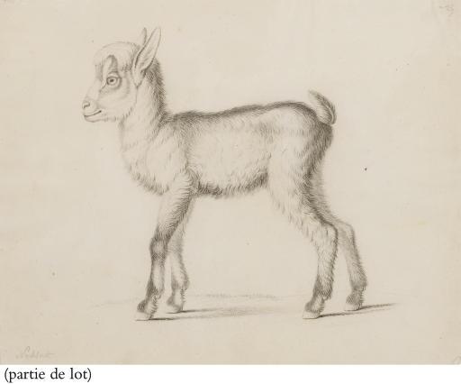 Nicolas II Huet - Une brebis vue de profil vers la gauche