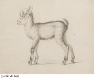 Nicolas II Huet - Une brebis vue de profil vers la gauche