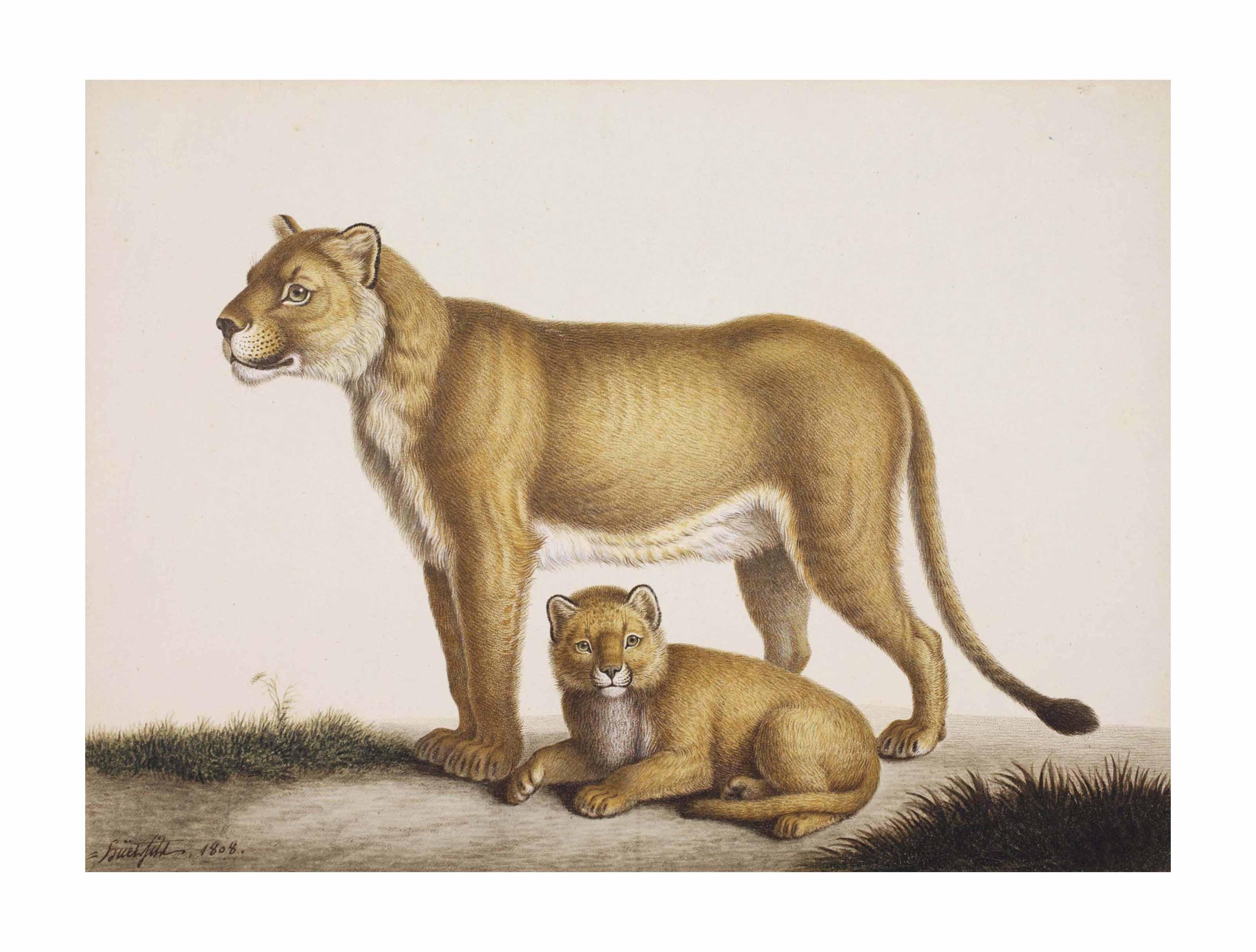 Nicolas Ii Huet - Une lionne d\'Afrique et son lionceau