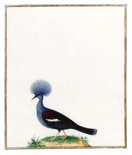 Nicolas Robert -  A Blue-Crowned Pigeon