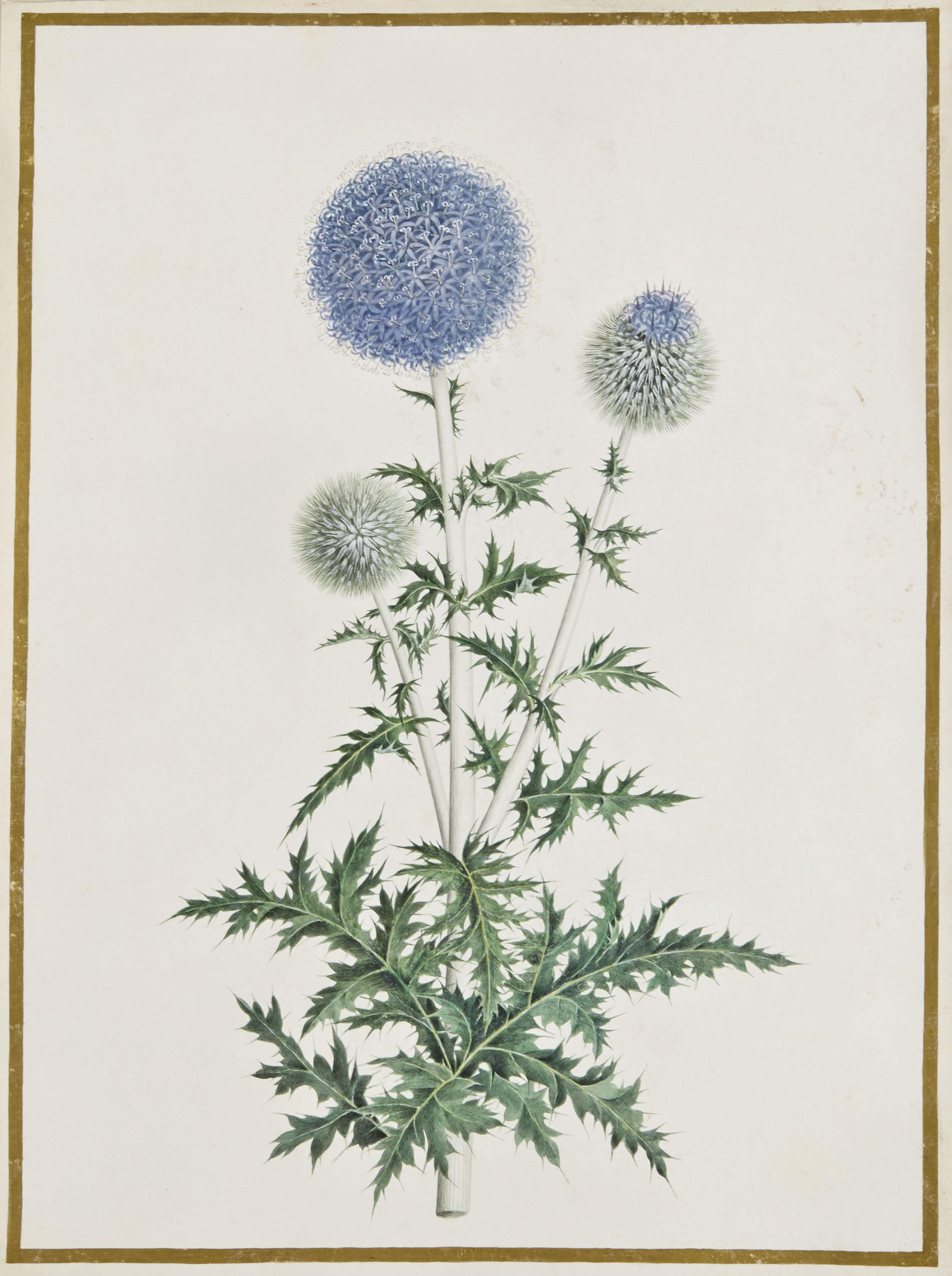 Nicolas Robert - Branche De Chardon (Carduus)