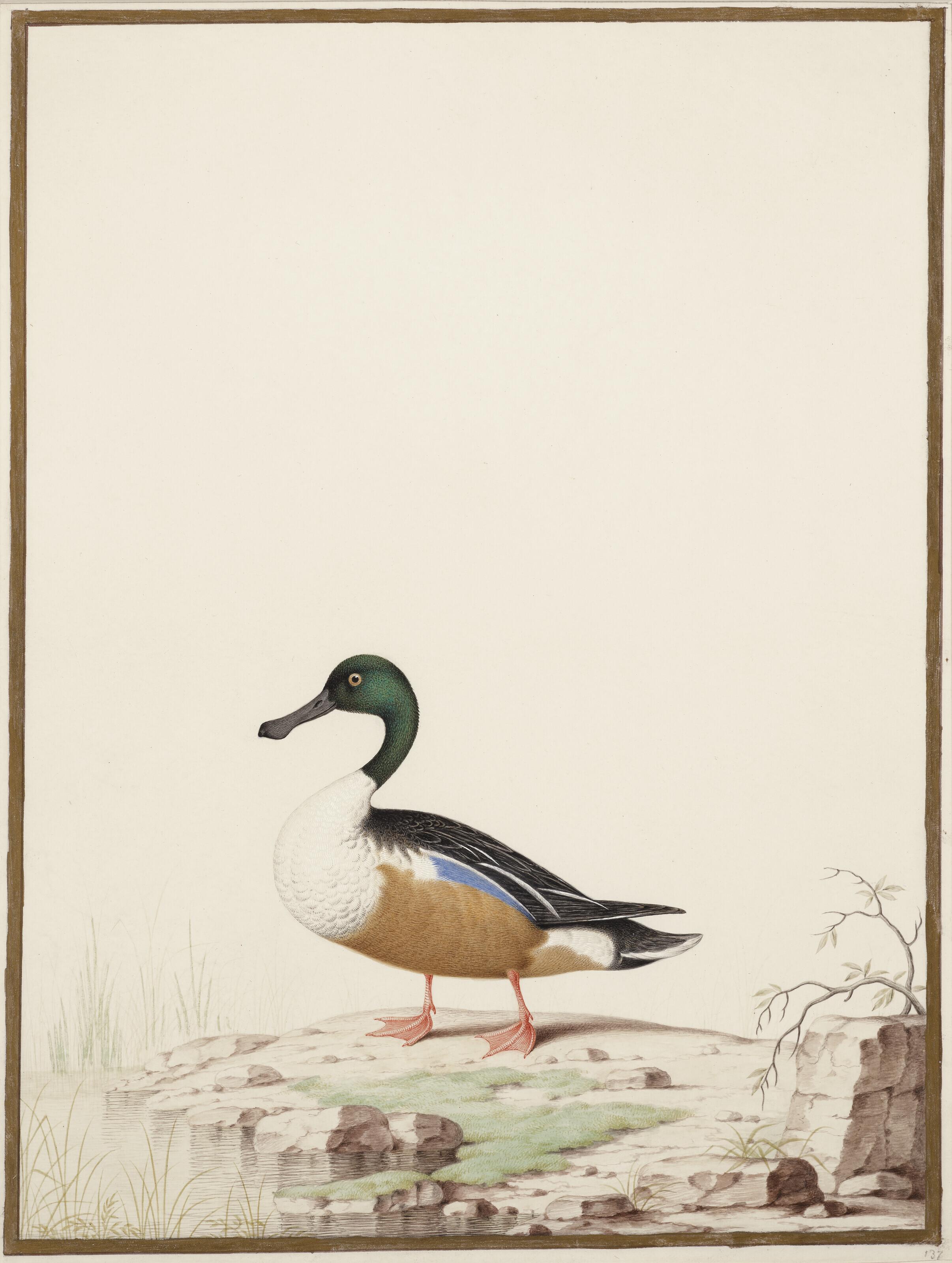 Nicolas Robert - Canard Souchet Au Bord D\'Un Plan D\'Eau