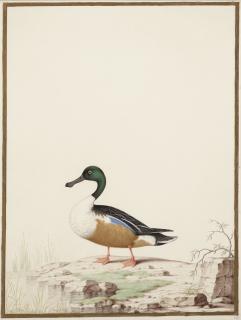 Nicolas Robert - Canard Souchet Au Bord D\'Un Plan D\'Eau