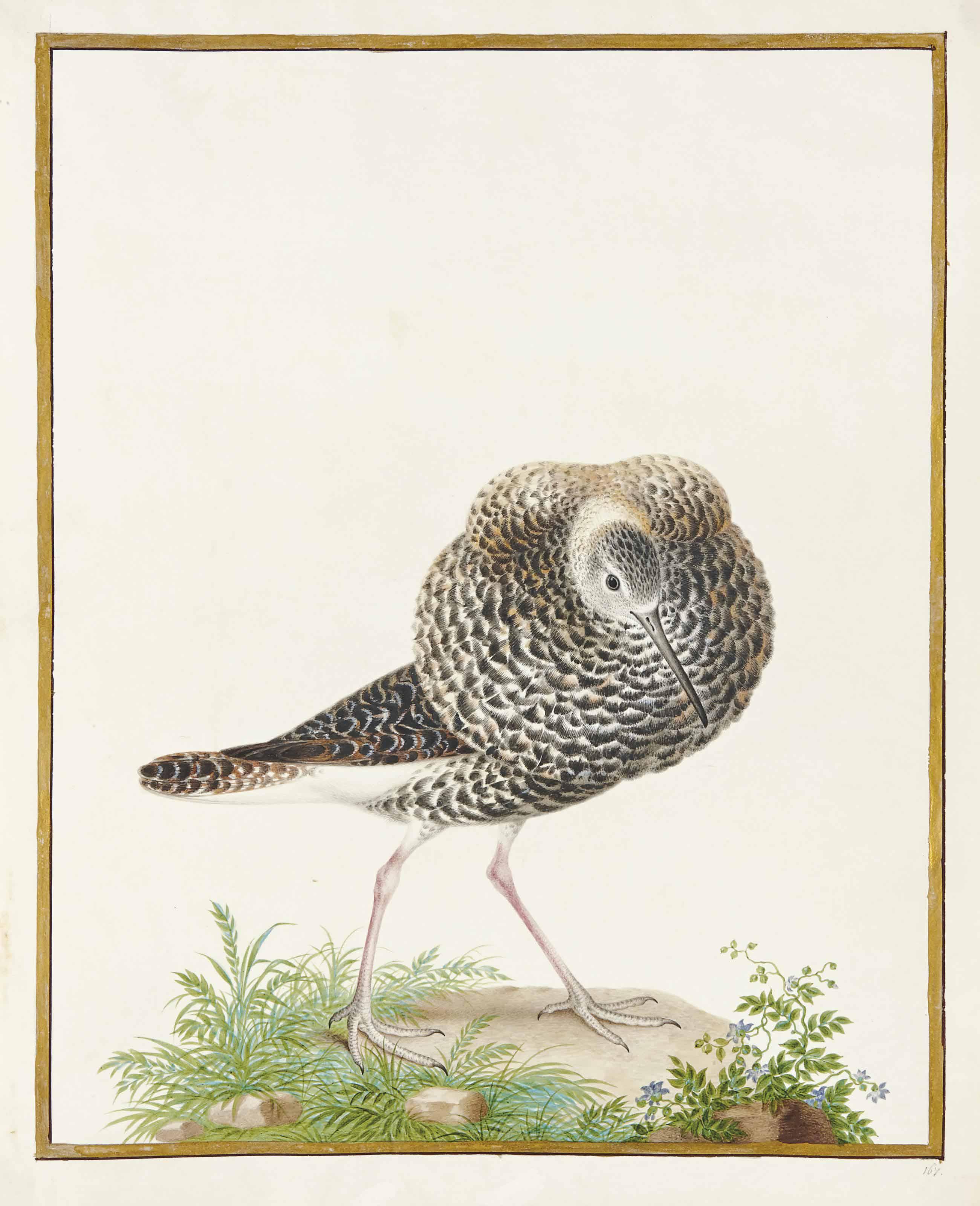 Nicolas Robert - Chevalier Combattant (Philomachus Pugnax)