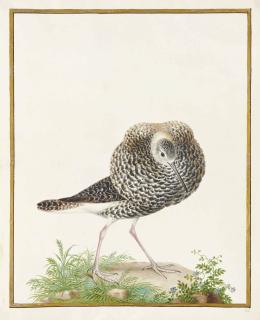 Nicolas Robert - Chevalier Combattant (Philomachus Pugnax)