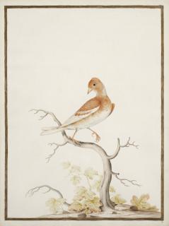 Nicolas Robert - Continga Orange À Bec Jaune Sur Une Branche