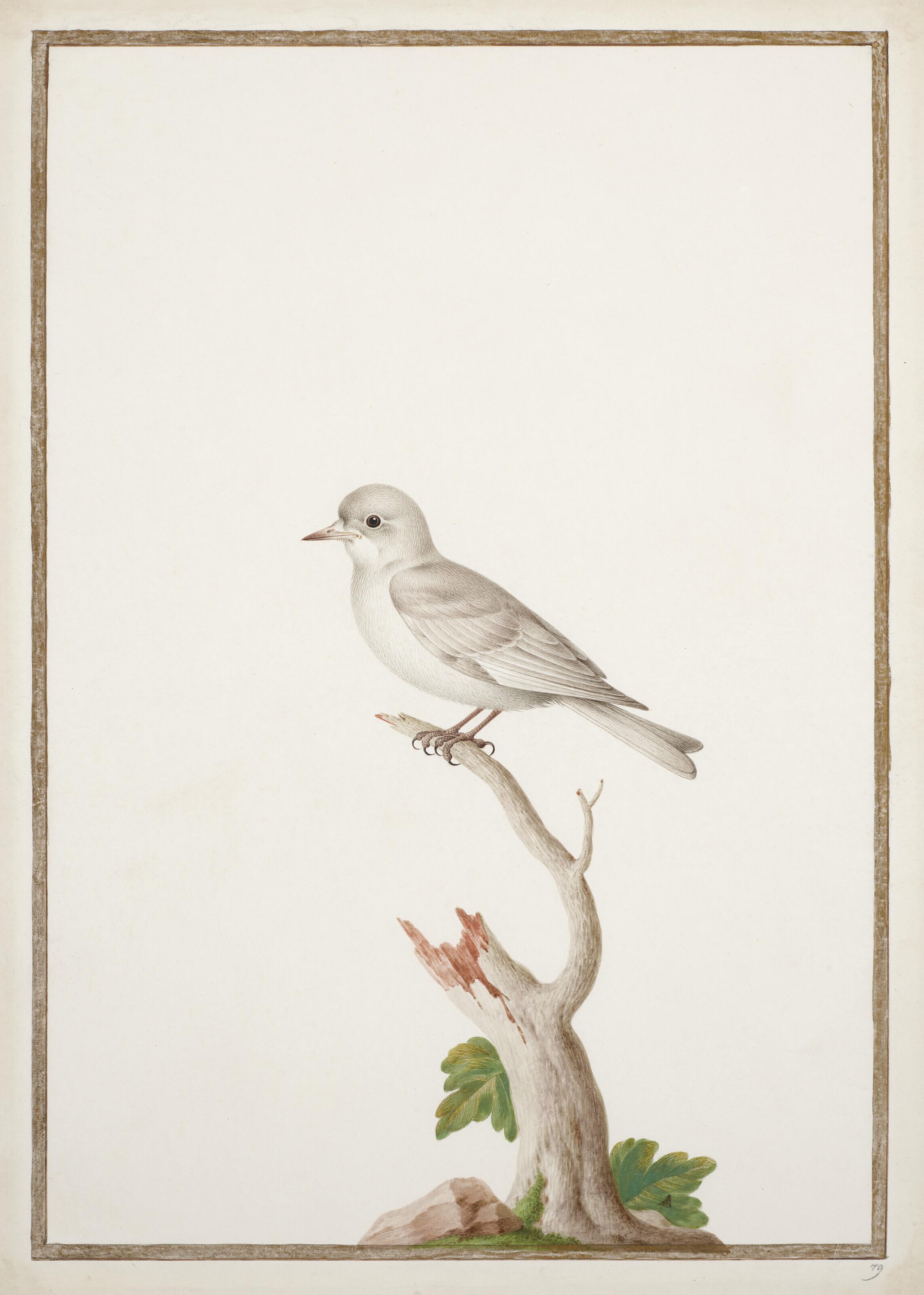 Nicolas Robert - Cotinga À Bec Jaune Sur Une Branche