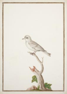 Nicolas Robert - Cotinga À Bec Jaune Sur Une Branche