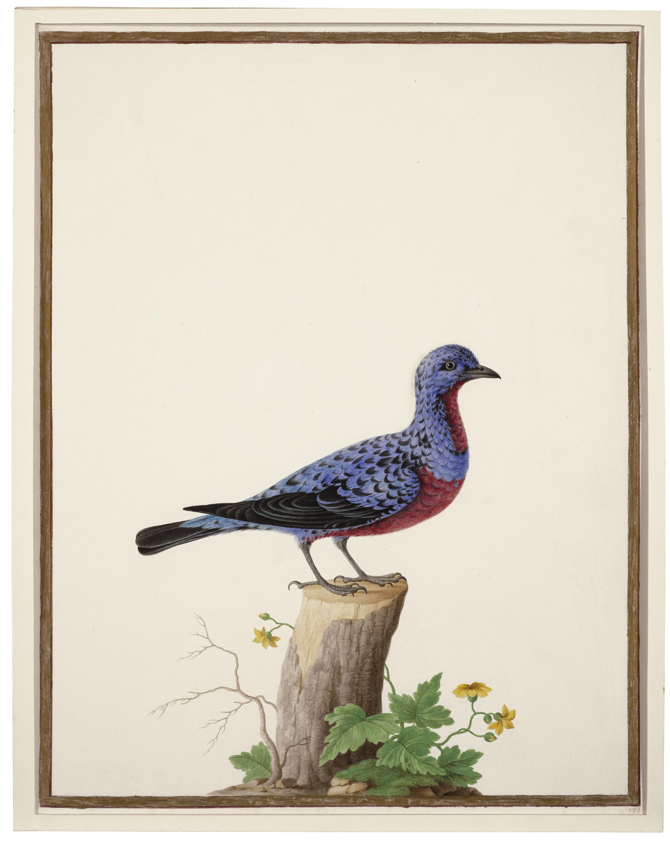 Nicolas Robert - Cotinga Cordon Bleu