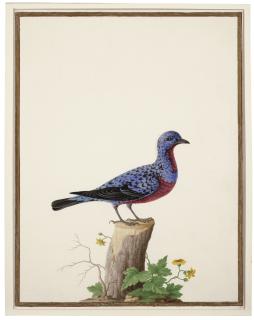 Nicolas Robert - Cotinga Cordon Bleu