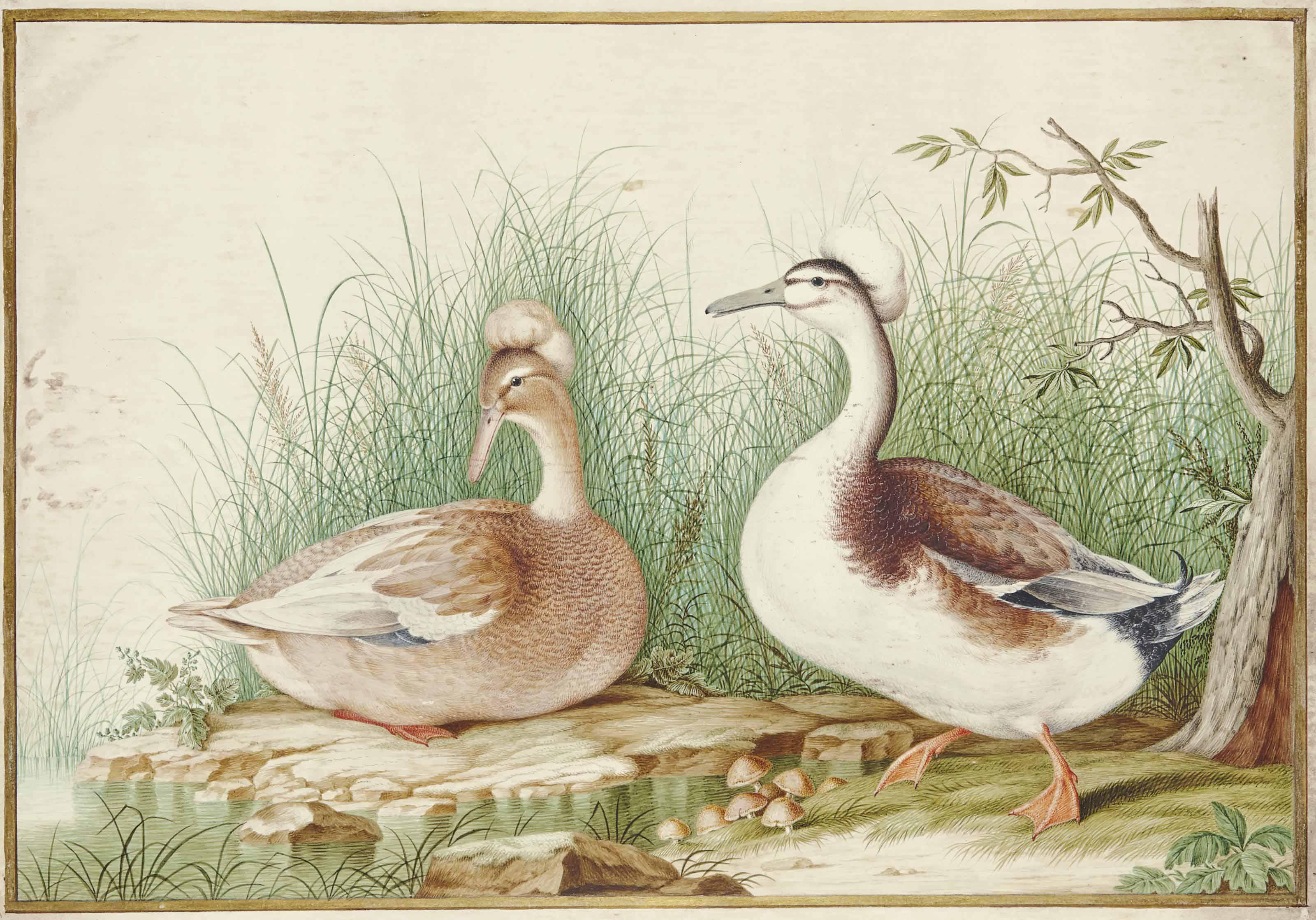 Nicolas Robert - Couple De Canards Huppés (Lophonetta Specularioides)