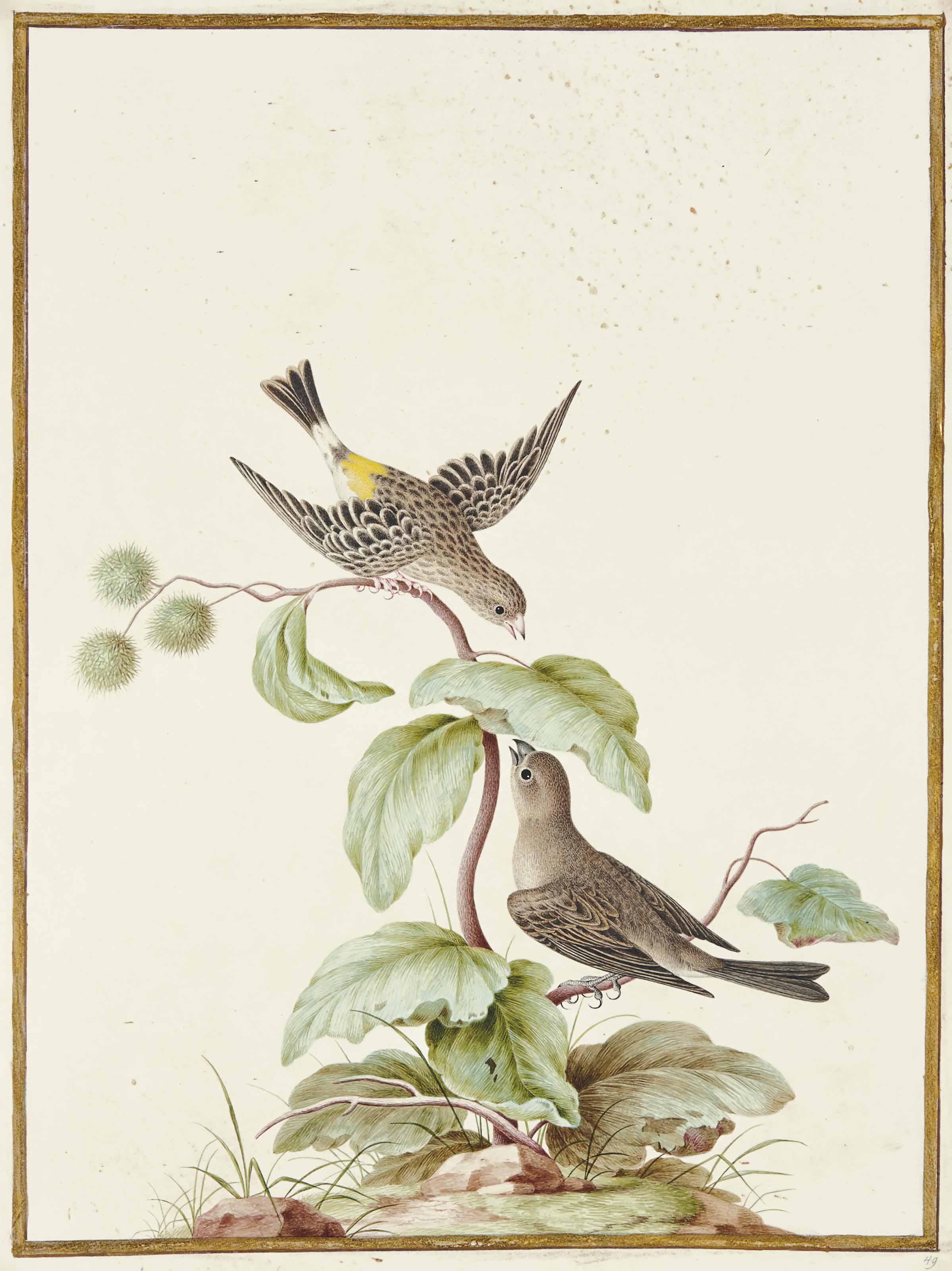 Nicolas Robert - Couple De Chanteurs D\'Afrique À Croupion Jaune (Serinus Atrogularis)