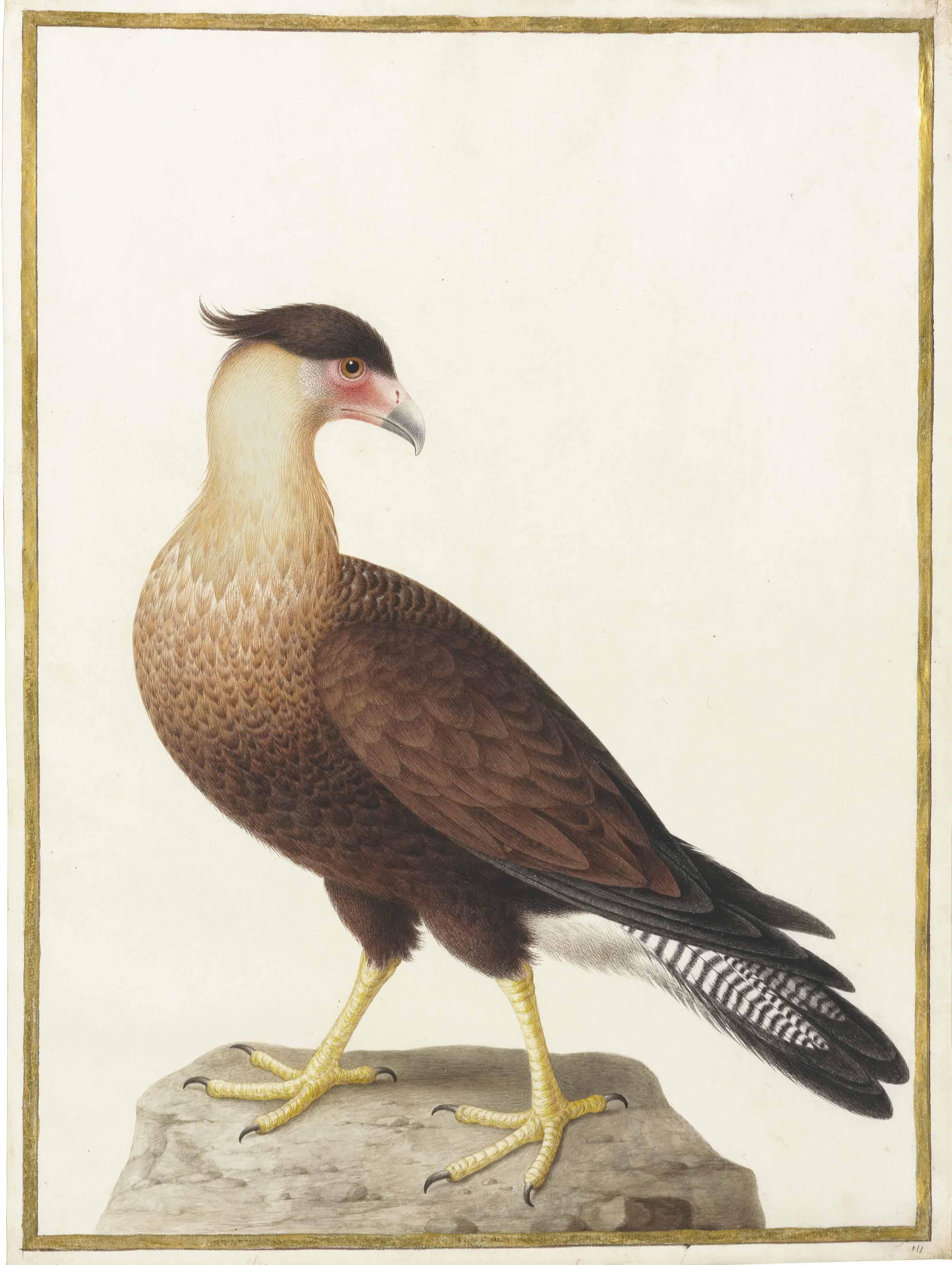 Nicolas Robert - Crested Caracara (Polyborus Plancus)