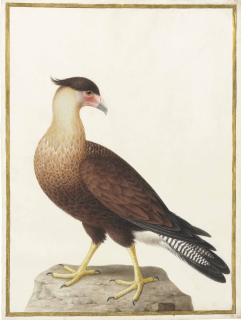 Nicolas Robert - Crested Caracara (Polyborus Plancus)