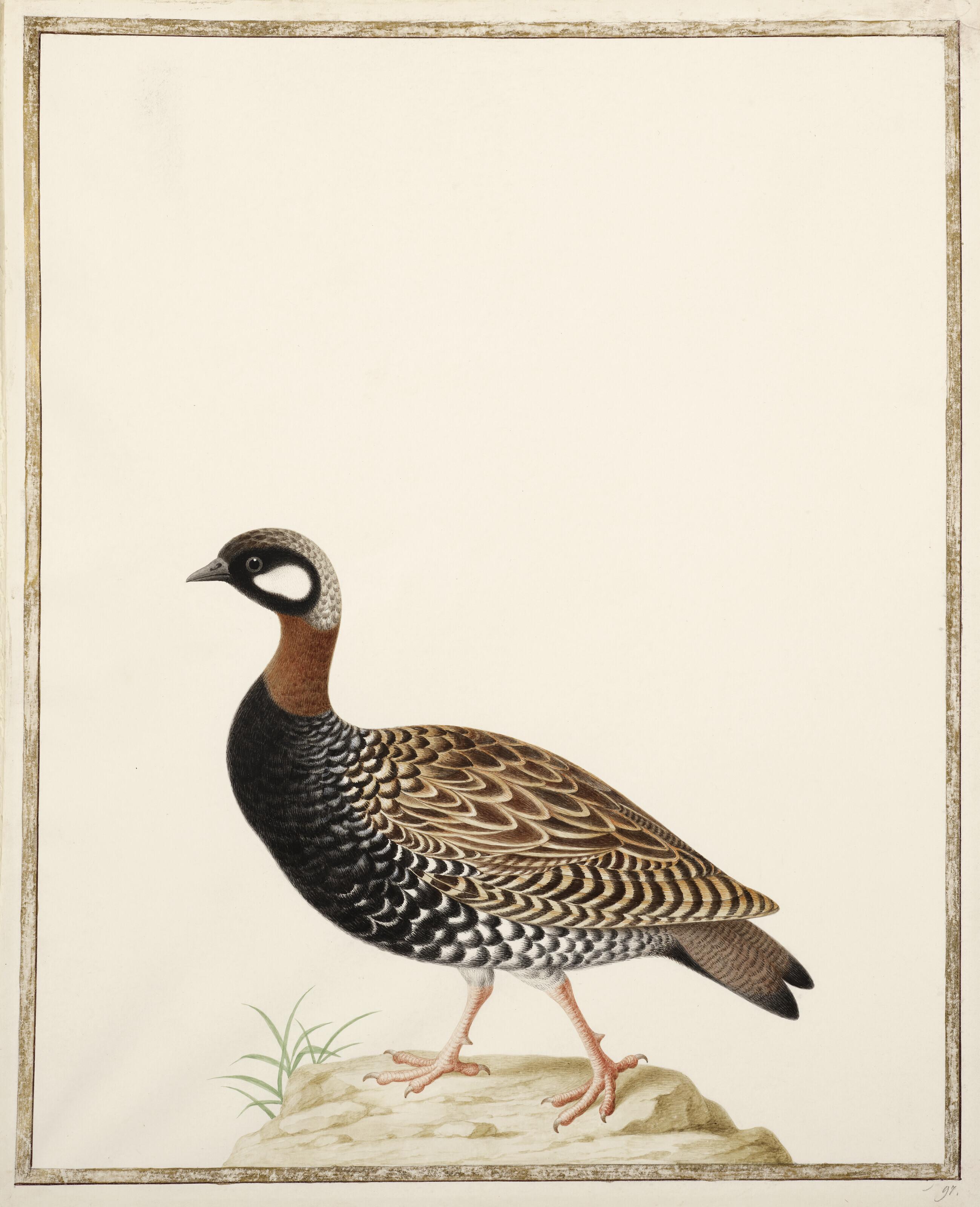 Nicolas Robert - Francolin Noir