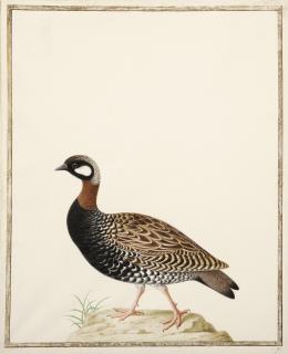 Nicolas Robert - Francolin Noir