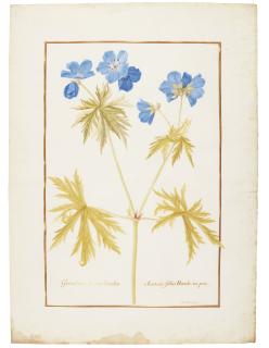 Nicolas Robert - Geranium Batrachiodes