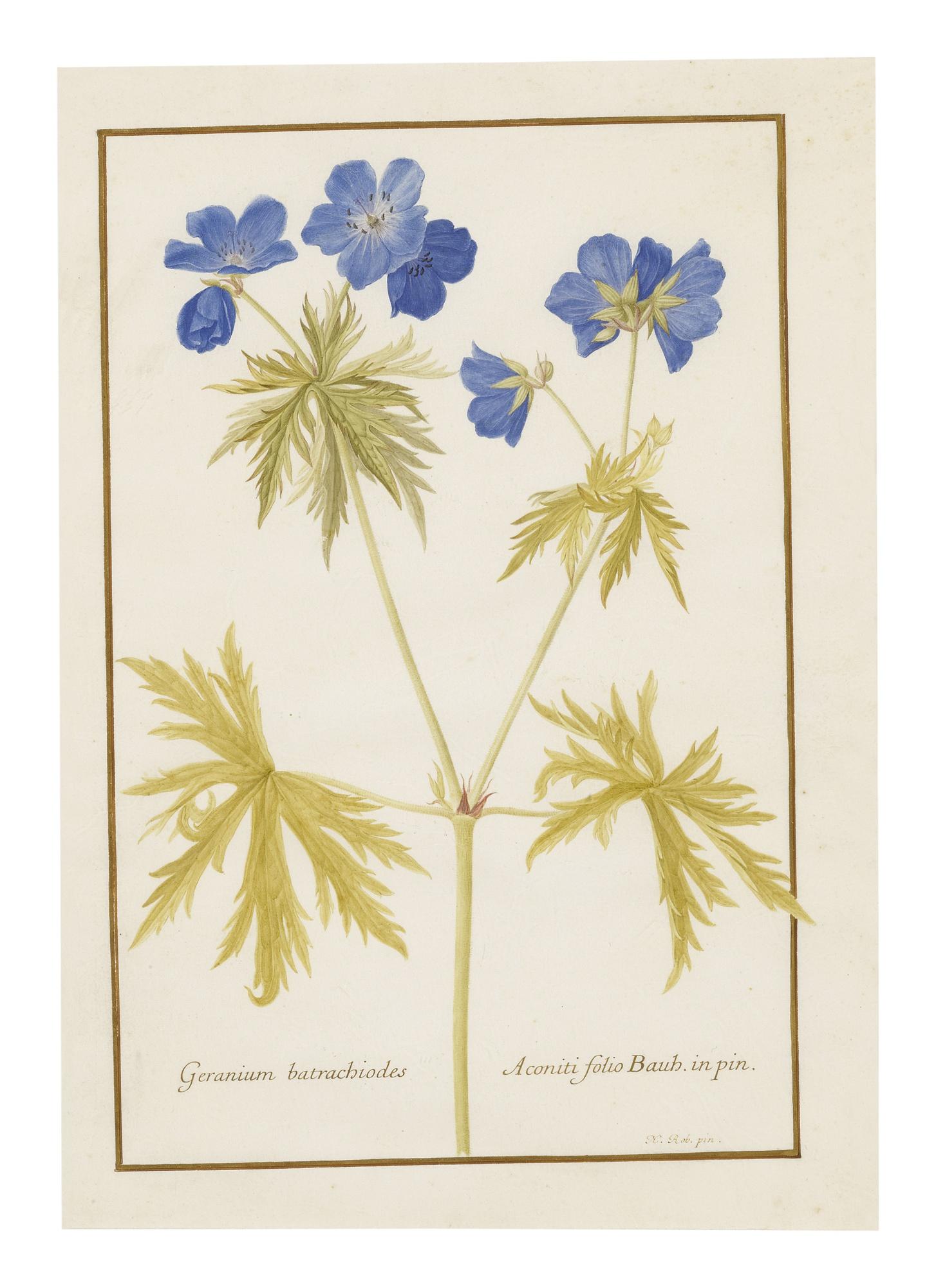 Nicolas Robert - Geranium Batrachiodes