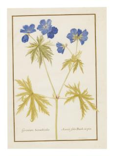 Nicolas Robert - Geranium Batrachiodes