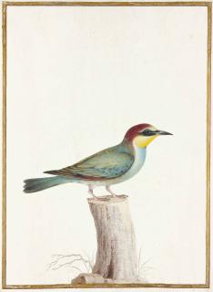 Nicolas Robert - Guêpier De Leschenault (Merops Leschenaulti) Sur Un Tronc D\'Arbre