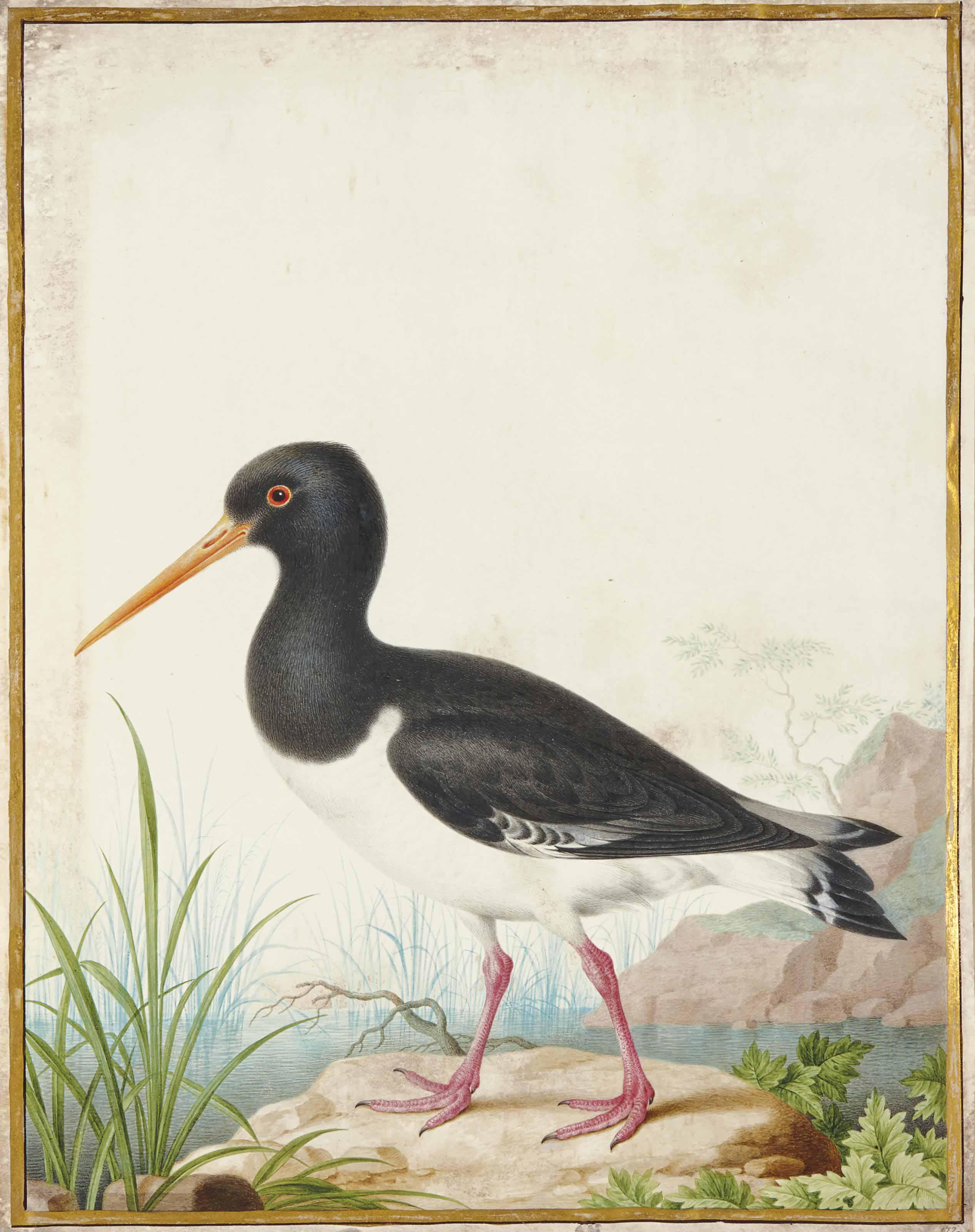 Nicolas Robert - Huîtrier Pie (Haematopus Ostralegus)