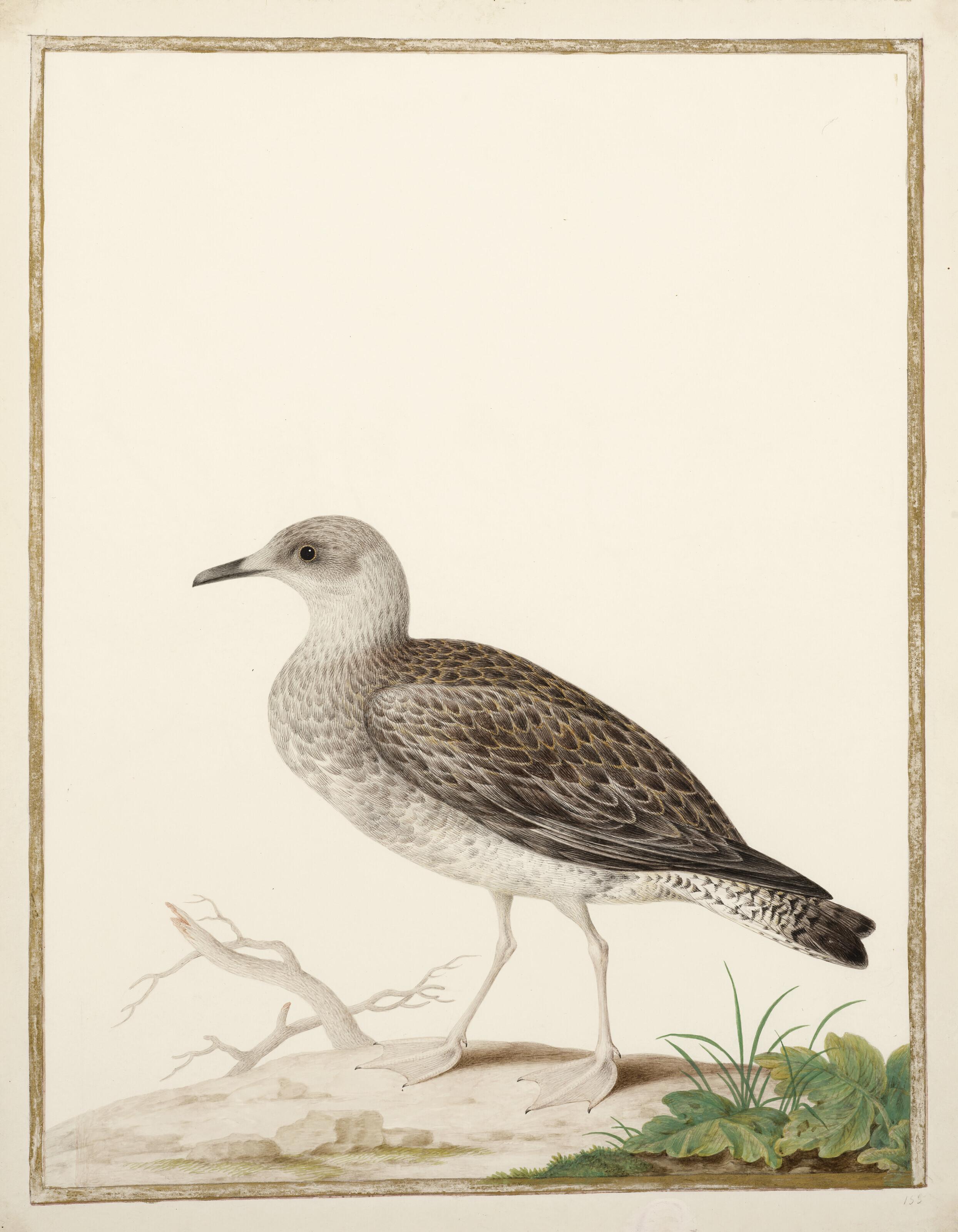 Nicolas Robert - Jeune Géoland Argenté