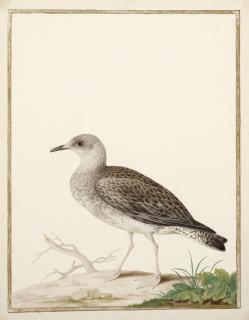 Nicolas Robert - Jeune Géoland Argenté