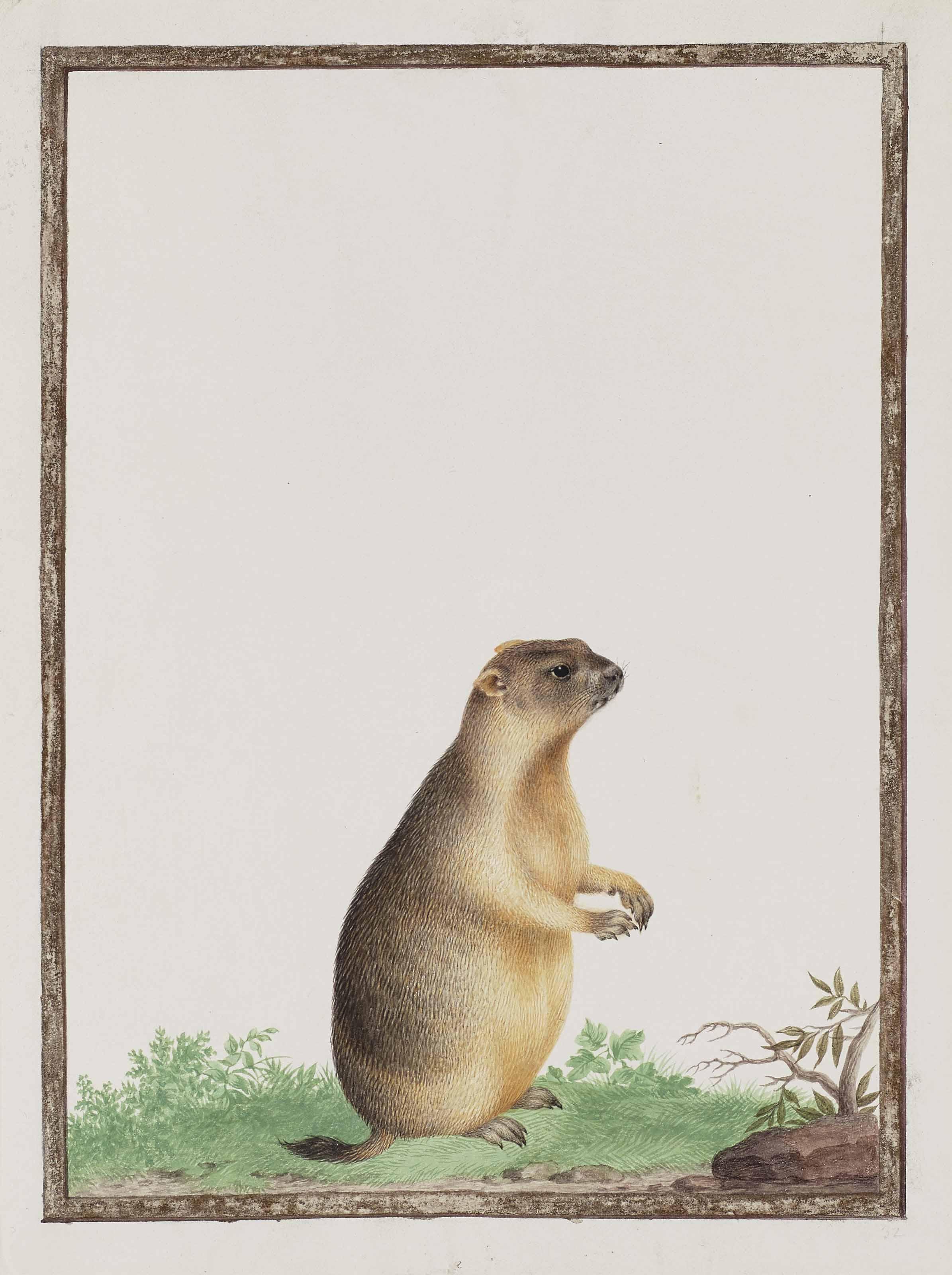 Nicolas Robert - Marmotte (Marmota)