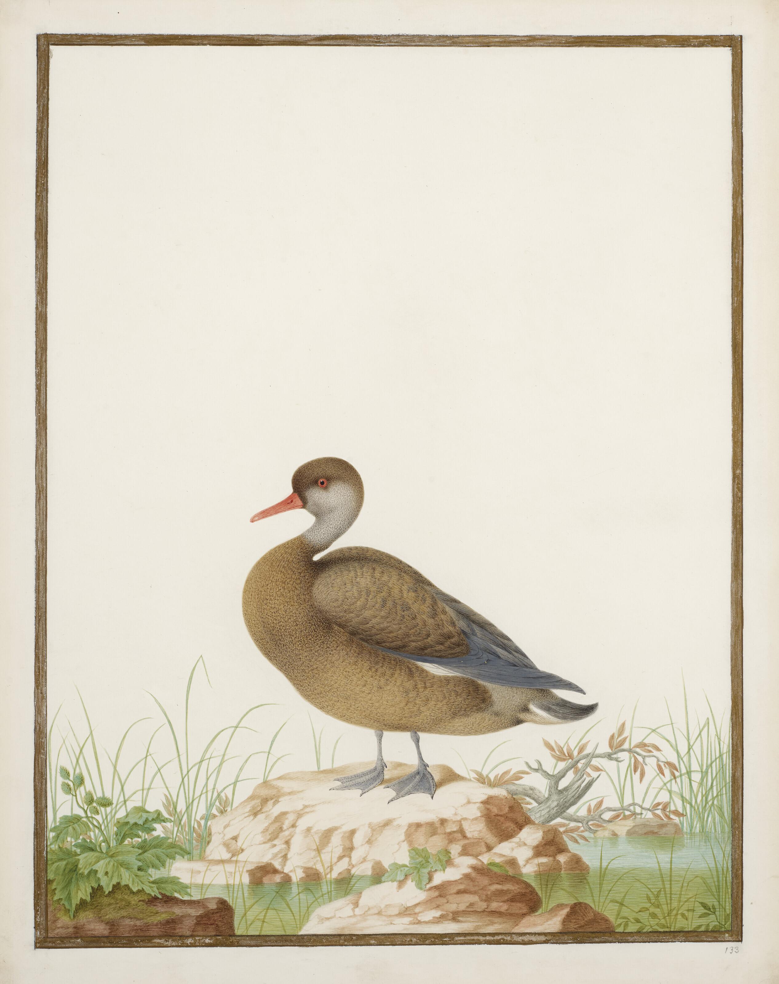 Nicolas Robert - Nette Rousse Sur Un Rocher