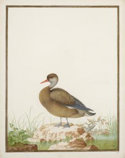 Nicolas Robert - Nette Rousse Sur Un Rocher