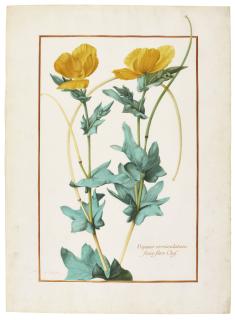 Nicolas Robert - Papauer Corniculatum