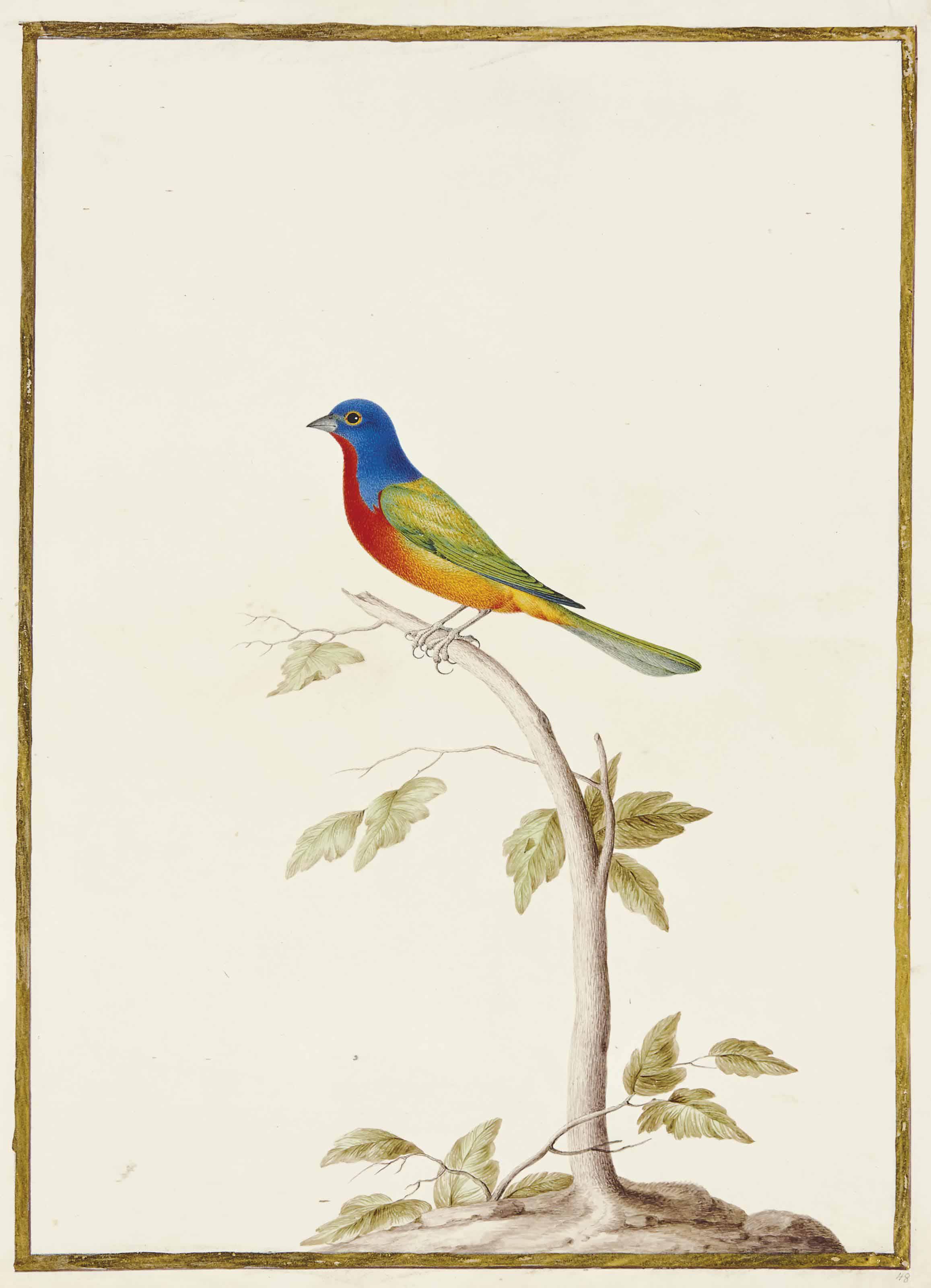 Nicolas Robert - Passerin Nonpareil Sur Une Branche (Passerina Ciris)
