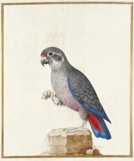 Nicolas Robert - Pione Violette Sur Un Rocher (Pionus Fuscus)