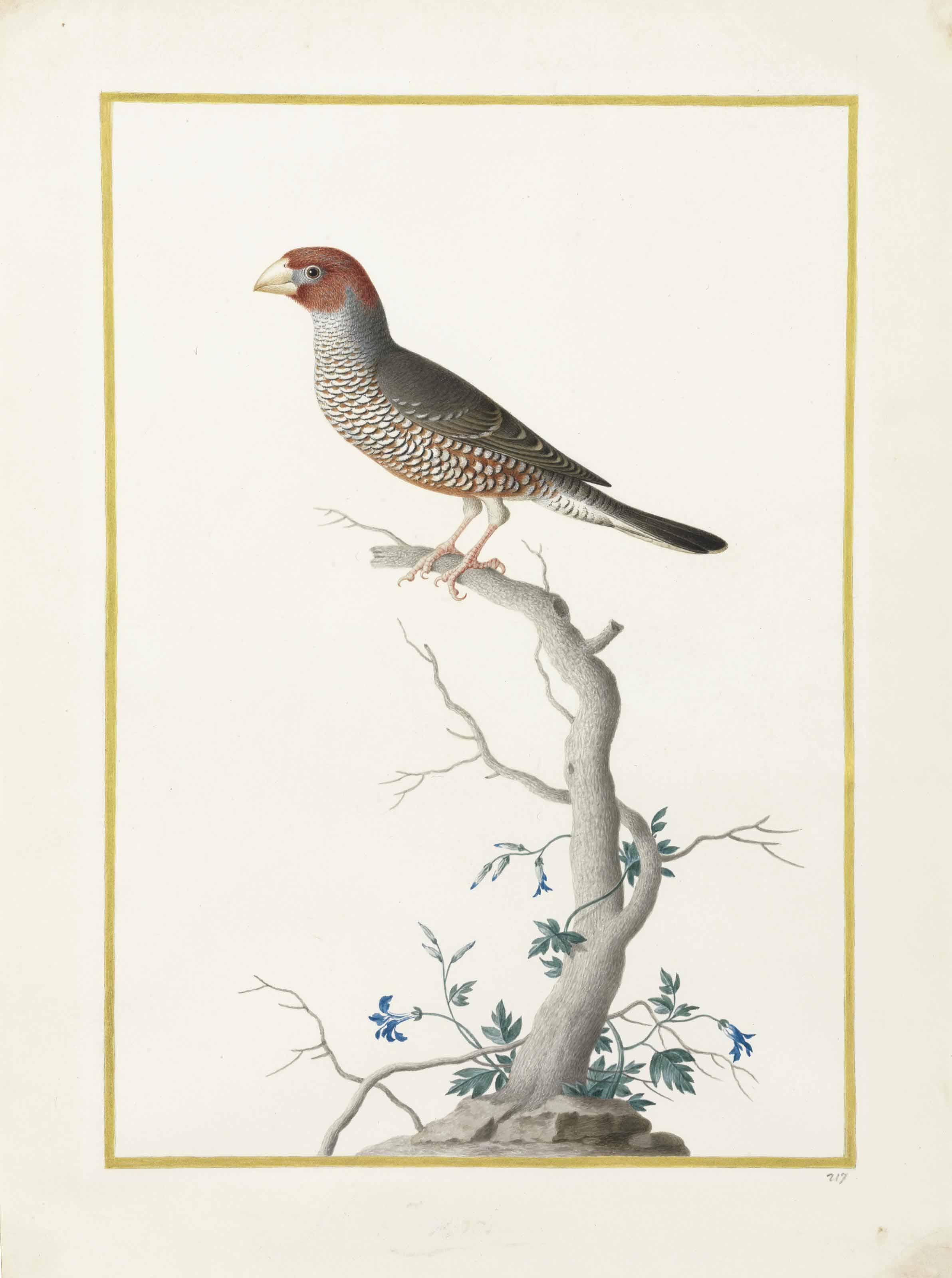 Nicolas Robert - Red-Headed Finch (Amadina Erythrocephala)