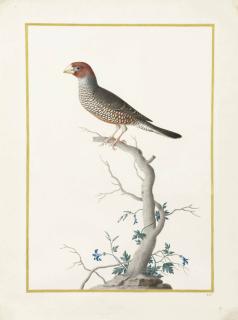 Nicolas Robert - Red-Headed Finch (Amadina Erythrocephala)