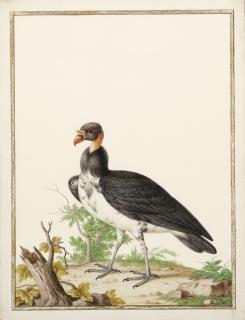 Nicolas Robert - Sarcoramphe Roi Ou Vautour Pape Devant Un Tronc D\'Arbre